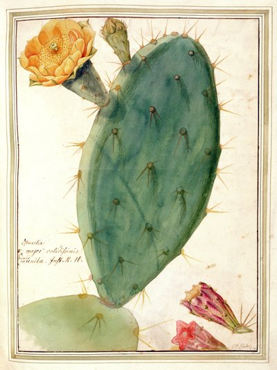 PD.115-1973. f38 د نارنجي ګل سره د کیکټس تفصیل، c.1764 poli autorstwa Georg Dionysius Ehret